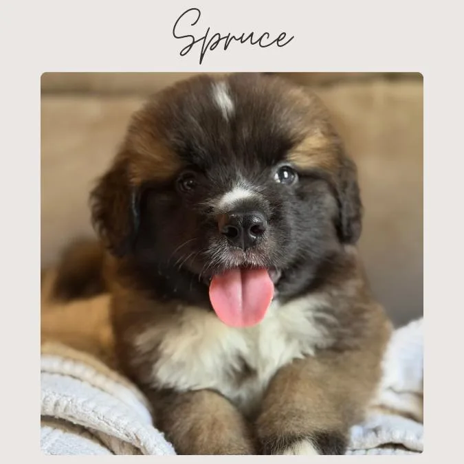 Spruce