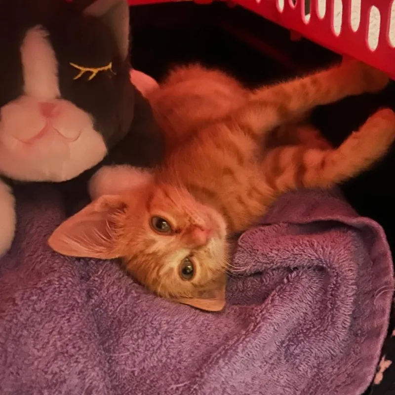 A baby small-sized male Orange / Red Domestic Short Hair cat named Ronald Sugar Cane Weasley for adoption in Folsom, LA
