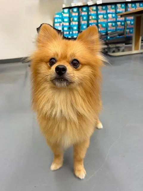 An adult small-sized male Red / Chestnut / Orange Pomeranian dog named Apollo for adoption in Winter Haven, FL