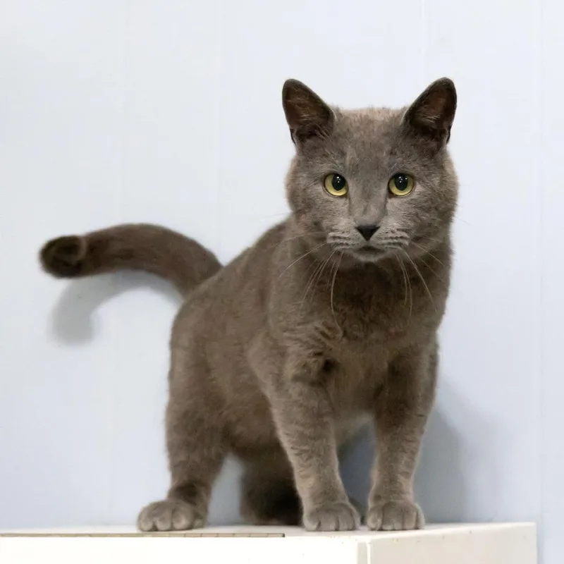 An adult medium-sized male Gray / Blue / Silver Domestic Short Hair cat named Obi Wan Catnobi for adoption in McKean, PA