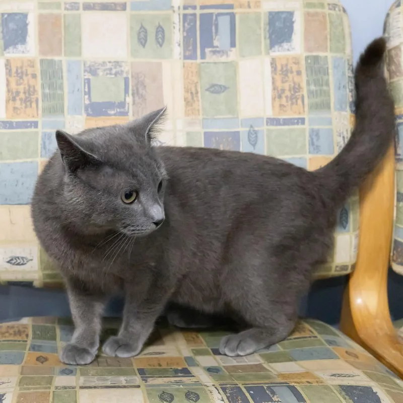 Obi Wan Catnobi thumbnail 2