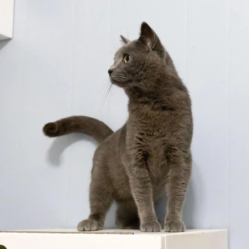 Obi Wan Catnobi thumbnail 3