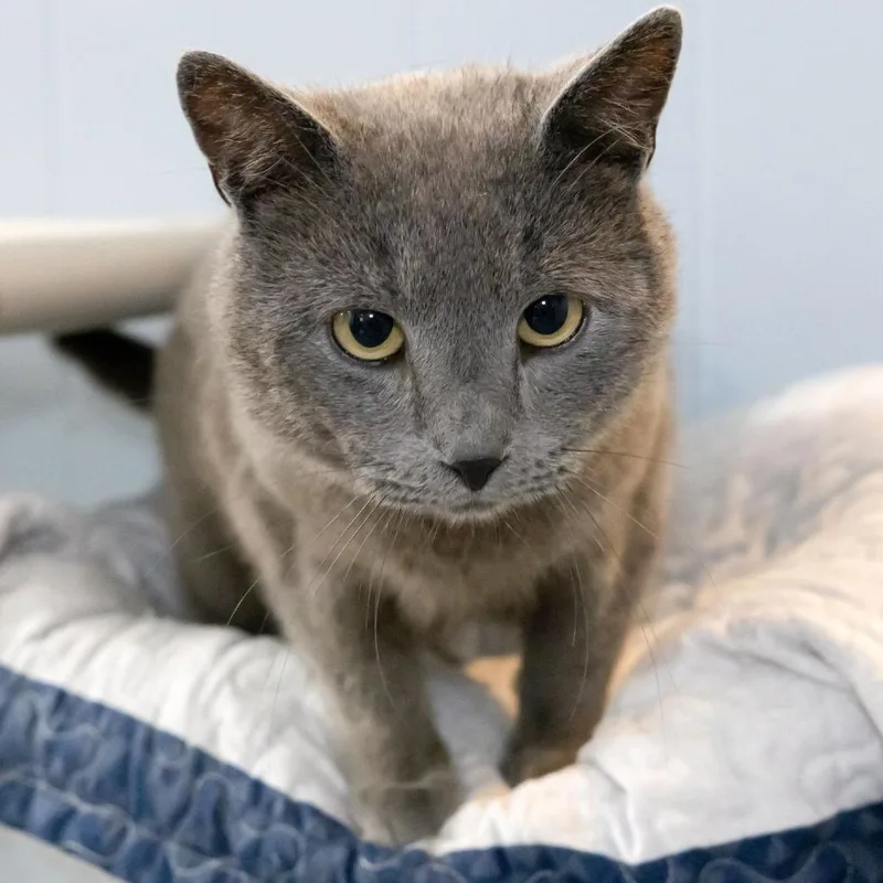 Obi Wan Catnobi thumbnail 4