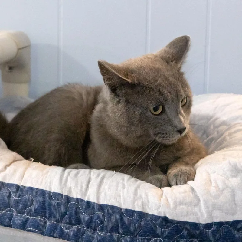 Obi Wan Catnobi thumbnail 5