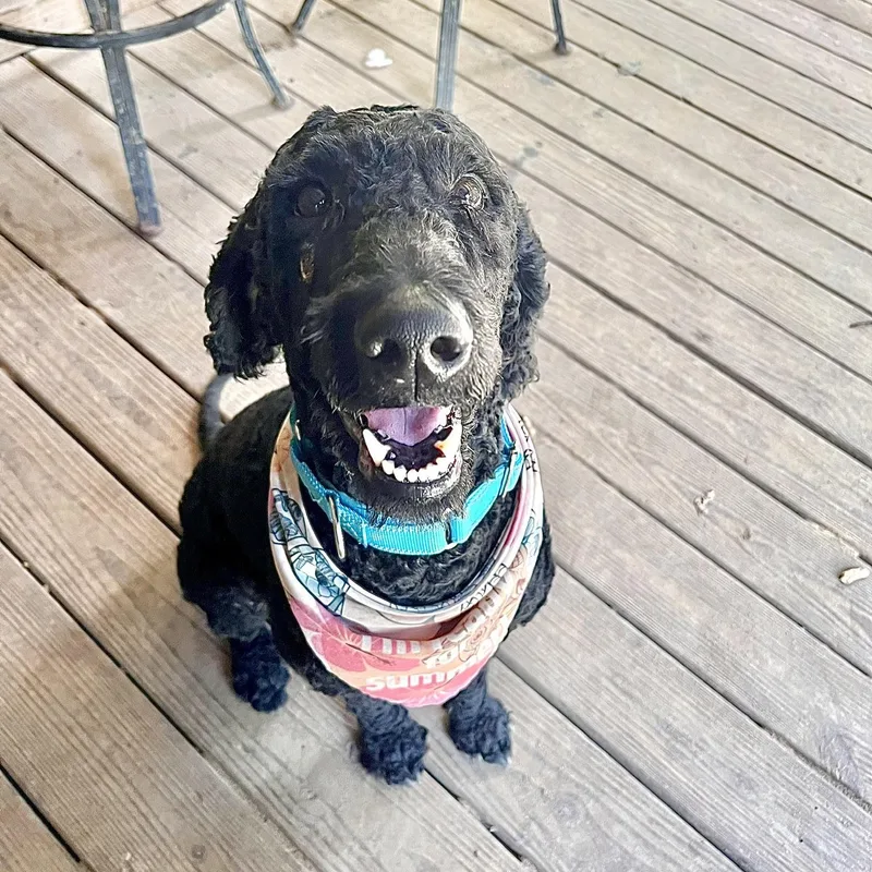 A young medium-sized female Standard Poodle dog named Luna for adoption in Mobile , AL