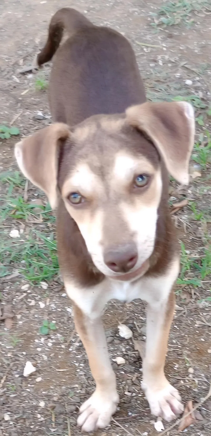 Choky "patiently Waiting For thumbnail 2