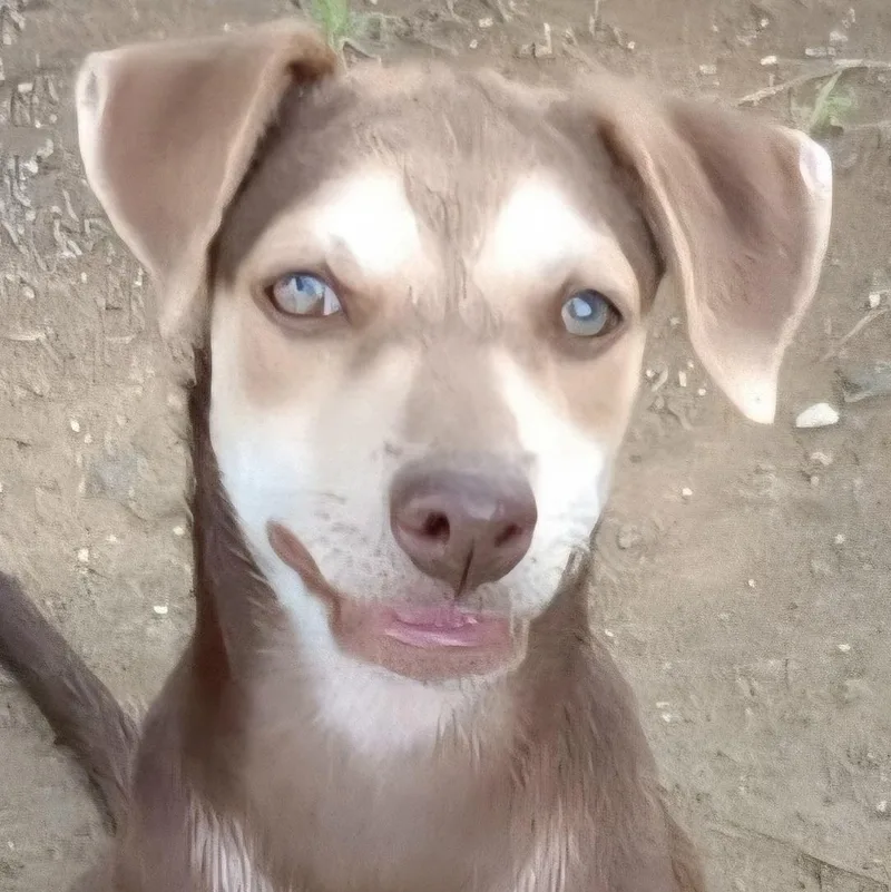 Choky "patiently Waiting For