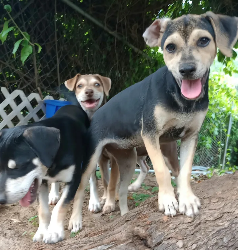 Choky "patiently Waiting For thumbnail 4