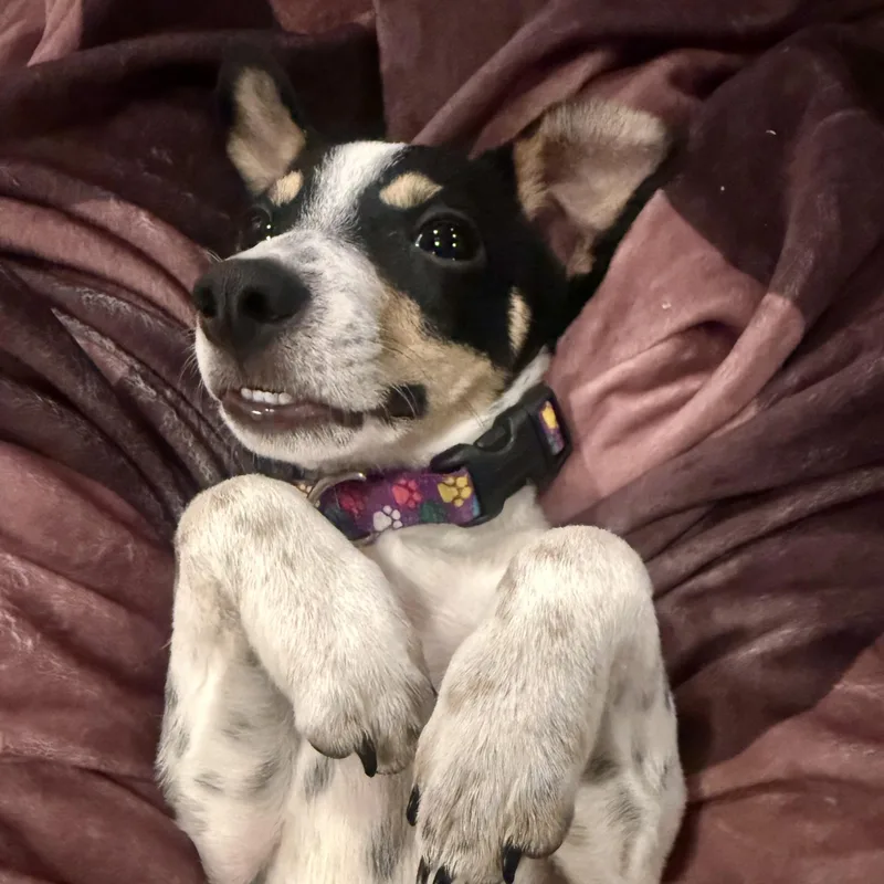Milo
