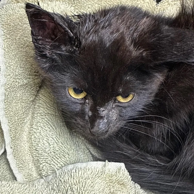 A baby small-sized male Domestic Medium Hair cat named Pepper for adoption in Newark, NJ
