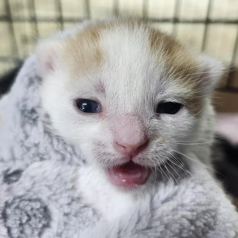 A baby small-sized male White Domestic Short Hair cat named Wetzel for adoption in Middletown, OH