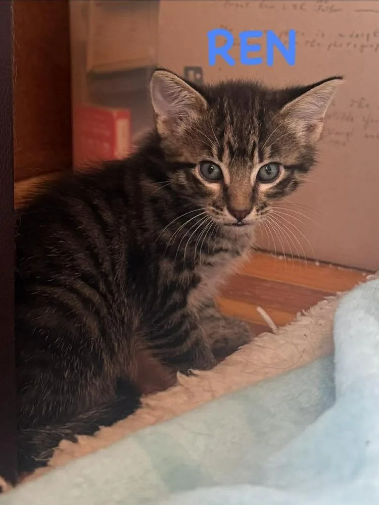 A baby small-sized male Black & White / Tuxedo Domestic Short Hair cat named Ren for adoption in Lincoln, NE