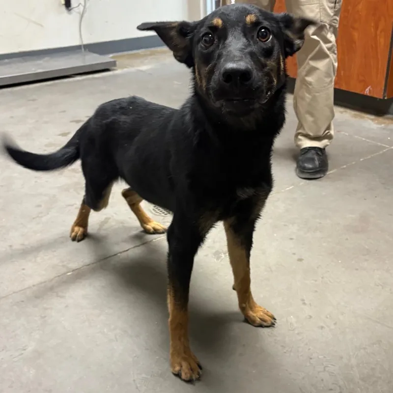 A young medium-sized female Black Shepherd dog named Sandra for adoption in Yuma, AZ