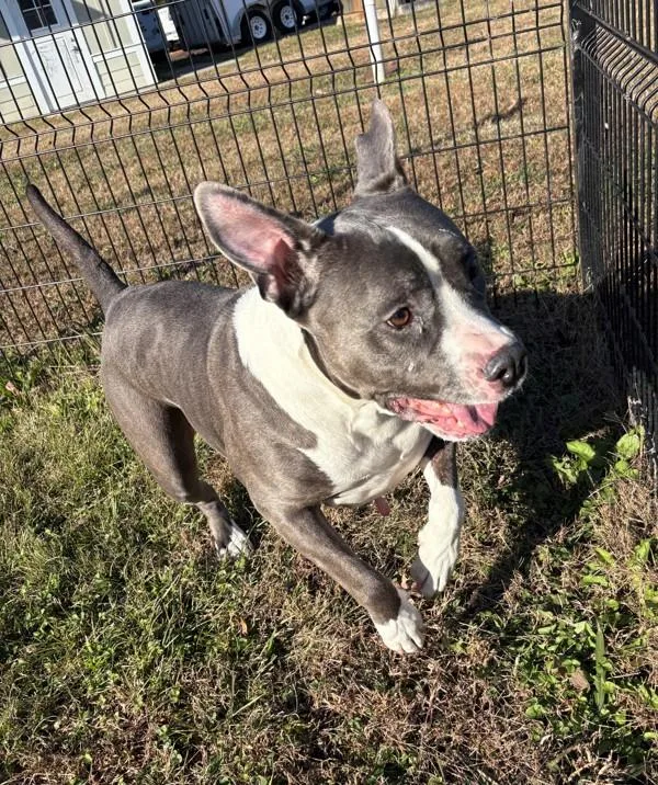 An adult extra large-sized female Pit Bull Terrier dog named Haddy for adoption in Virginia Beach, VA
