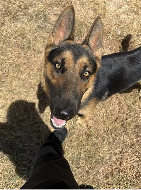 An adult large-sized male German Shepherd Dog dog named Airbud for adoption in San Antonio, TX