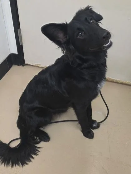 An adult medium-sized female Border Collie dog named Leah for adoption in Phoenix, AZ
