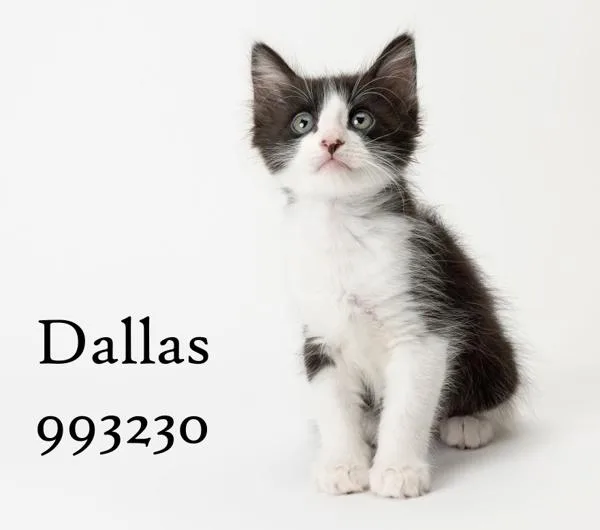 Dallas