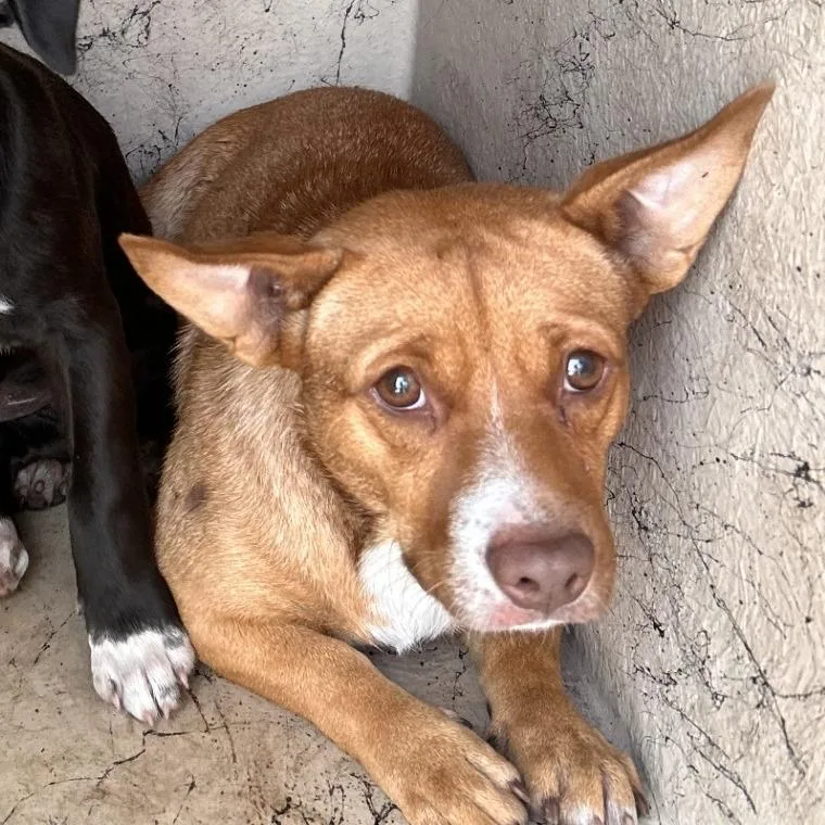 A young small-sized female Brown / Chocolate Cardigan Welsh Corgi dog named Petunia for adoption in West Palm Beach, FL