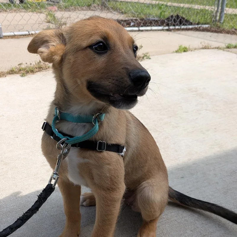 A baby medium-sized female Yellow / Tan / Blond / Fawn Mixed Breed dog named Zarley for adoption in Tulsa, OK