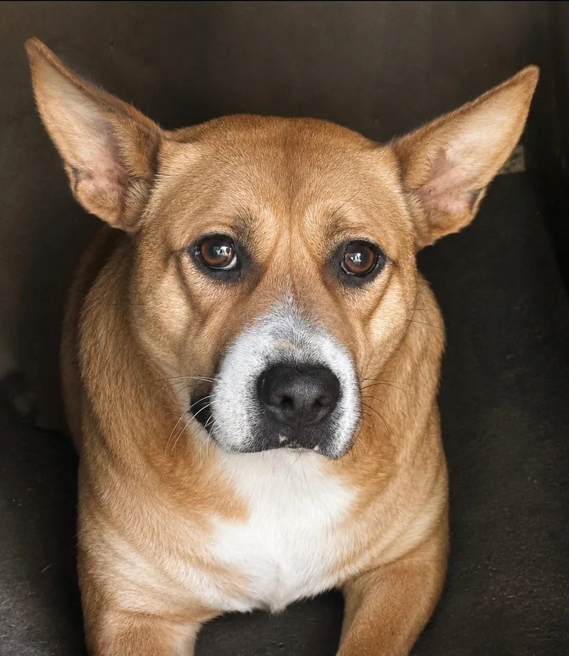 A young medium-sized female Yellow / Tan / Blond / Fawn Basenji dog named China for adoption in Andover, MA