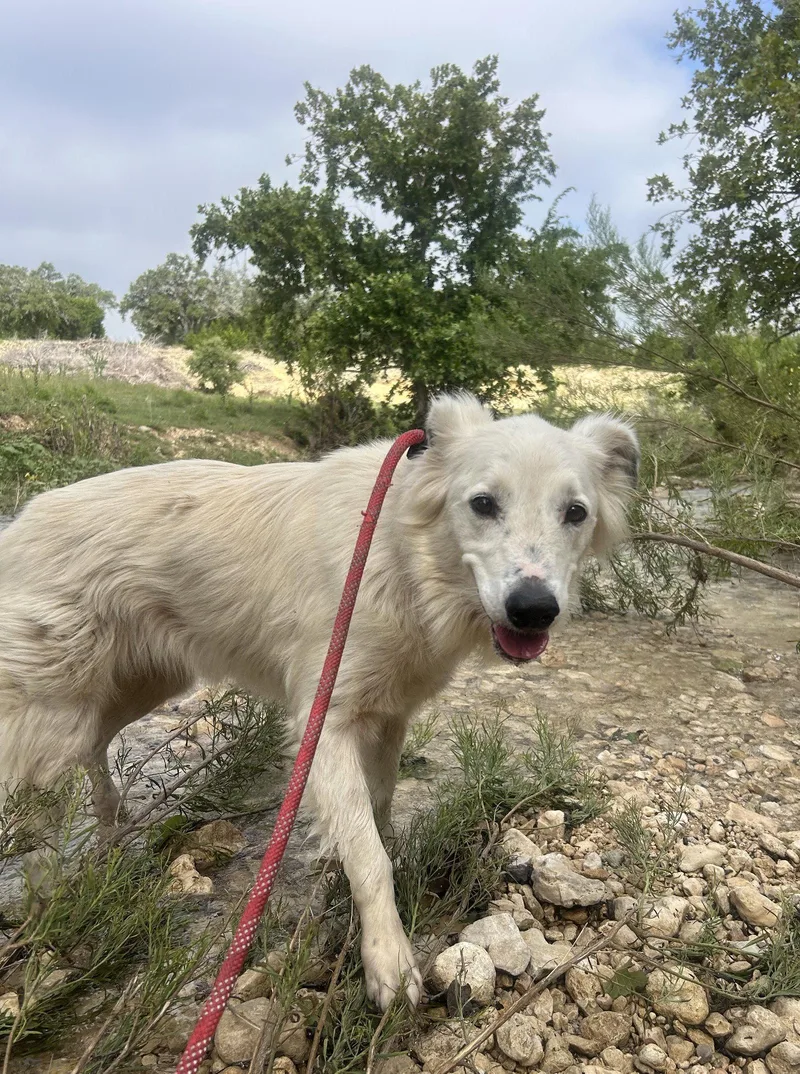 A senior medium-sized female Border Collie dog named Dixie for adoption in Pipe Creek, TX