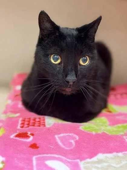 An adult medium-sized male Domestic Short Hair cat named Demon for adoption in Bowling Green, KY