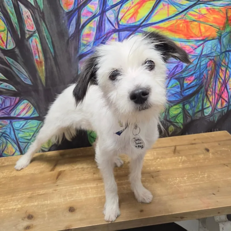 A young small-sized female Black Wirehaired Terrier dog named Giovanna for adoption in Normal, IL