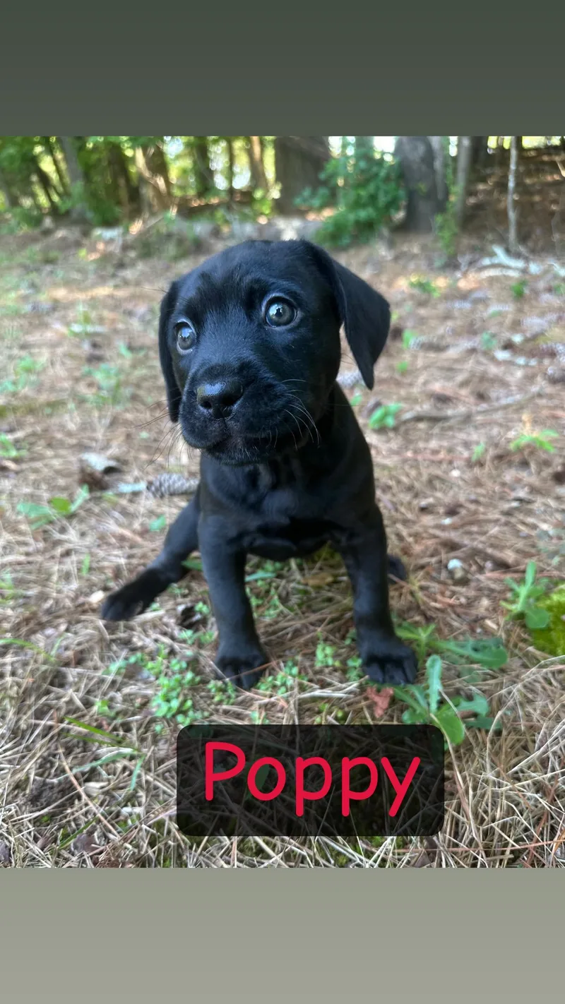 Poppy