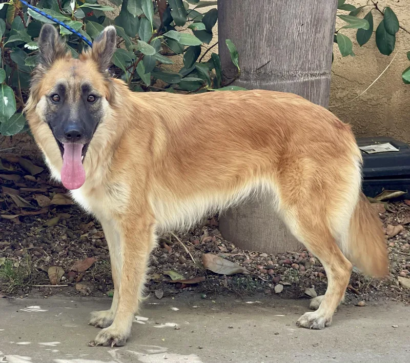 A young medium-sized female Apricot / Beige German Shepherd Dog named Shiloh for adoption in Bell Gardens, CA