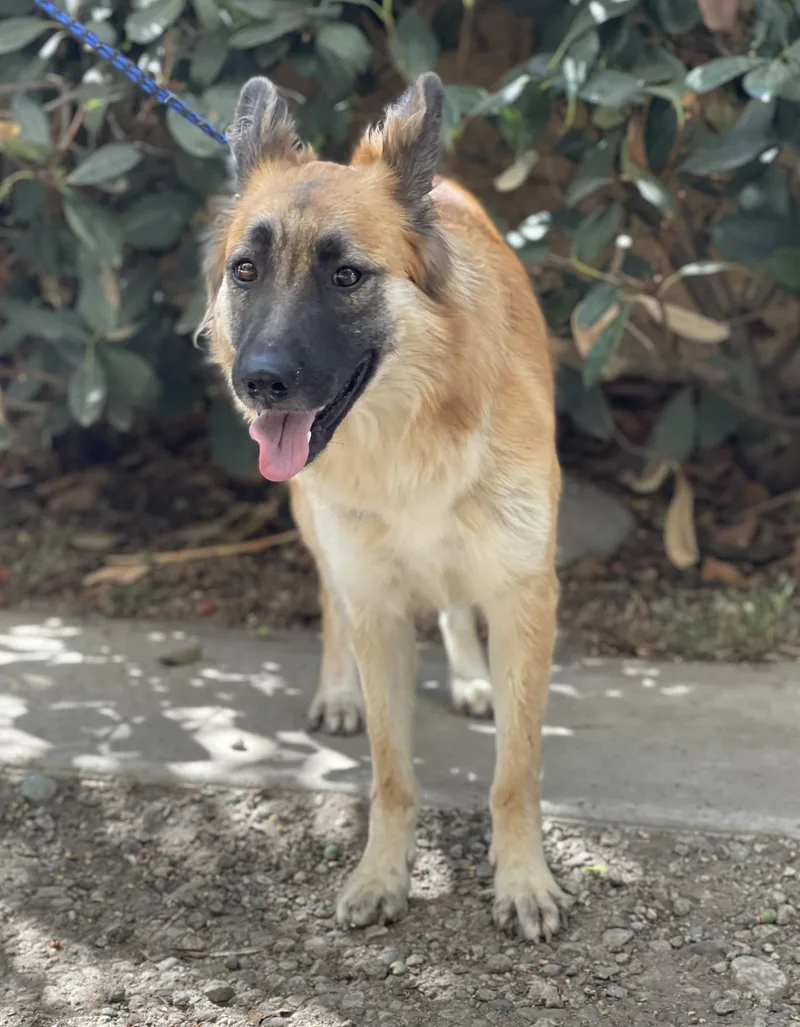 Shiloh thumbnail 3