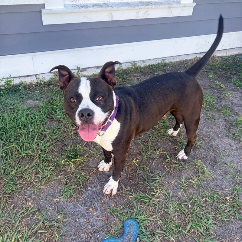 An adult medium-sized female Black Mixed Breed dog named Mora for adoption in Clearwater, FL