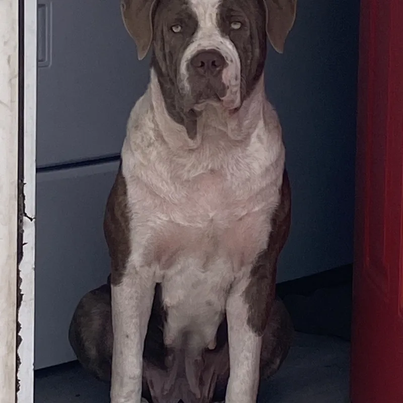 An adult large-sized female Bicolor Pit Bull Terrier dog named Beth for adoption in Arvada, CO