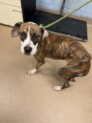 A young medium-sized female Mixed Breed dog named Janda for adoption in Chamblee, GA