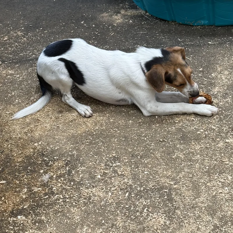 A young small-sized female Rat Terrier dog named Cookie for adoption in Sadler, TX