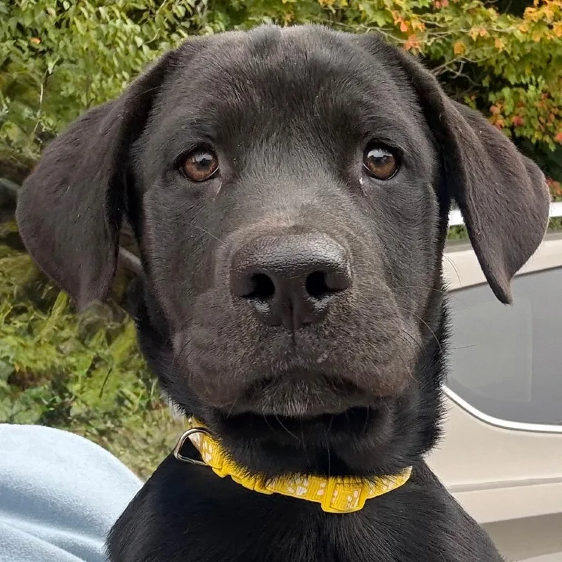 A baby large-sized female Black Labrador Retriever dog named CT Bella Donna for adoption in Stormville, NY