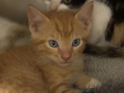 A baby small-sized male Domestic Short Hair cat named Rowan for adoption in Port Saint Joe, FL