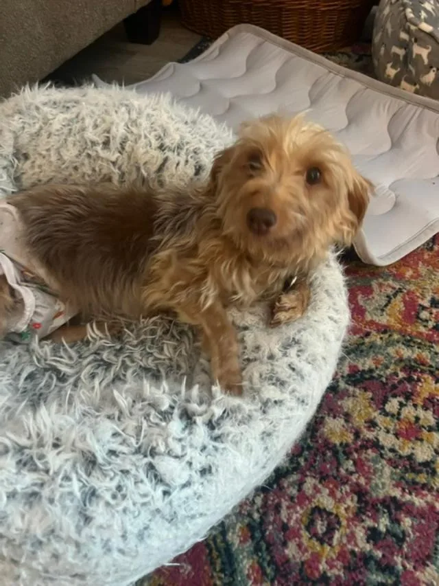 An adult small-sized female Apricot / Beige Yorkshire Terrier dog named Gracie for adoption in Williamsburg, VA