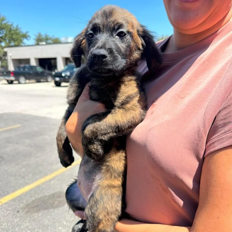 A baby medium-sized female Brown / Chocolate Spaniel dog named Serena for adoption in Loves Park, IL