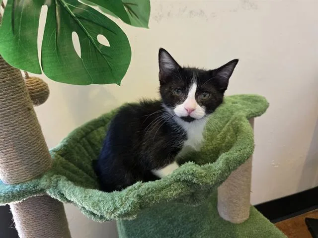 Biscuit
