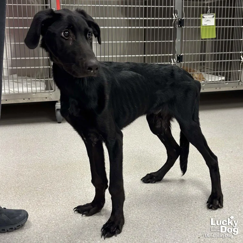 A young large-sized male Labrador Retriever dog named Gator for adoption in Washington, DC