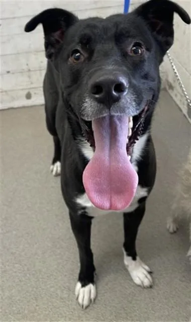 An adult large-sized male Pit Bull Terrier dog named Boy for adoption in San Bernardino, CA