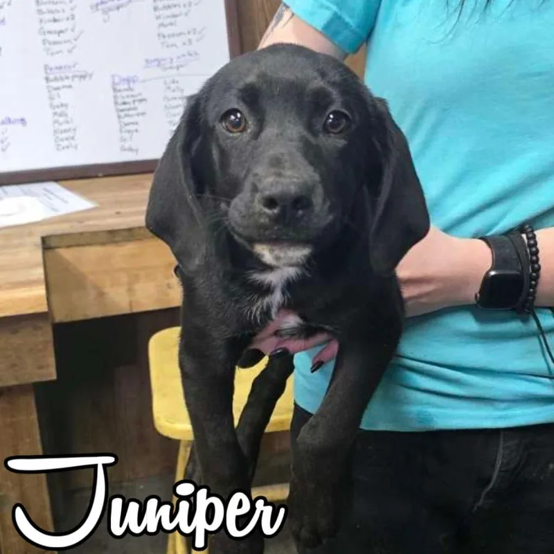 Juniper