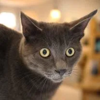 An adult small-sized male Gray / Blue / Silver Domestic Short Hair cat named Dusty for adoption in Hemet, CA
