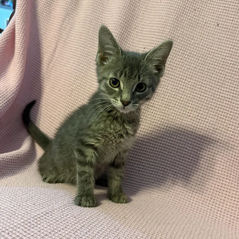 A baby small-sized male Tabby (Gray / Blue / Silver) Domestic Short Hair cat named James for adoption in Oklahoma City, OK