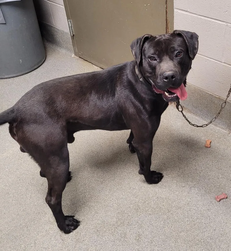 An adult large-sized male American Staffordshire Terrier dog named Jack Black for adoption in Hopkinsville, KY
