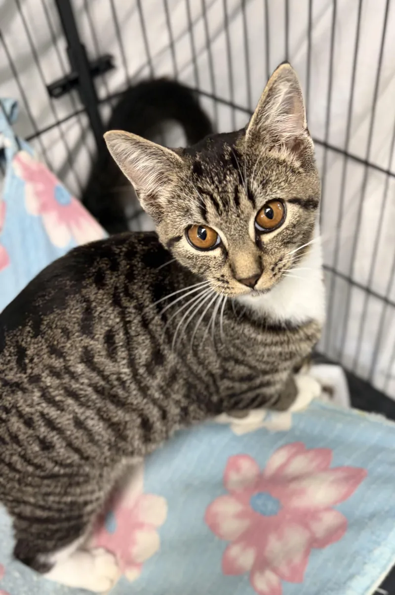 A young medium-sized female Tabby (Brown / Chocolate) Domestic Short Hair cat named Mira for adoption in Bardstown, KY