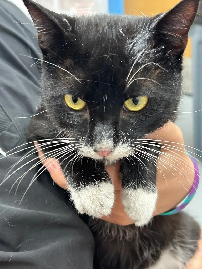 A young small-sized male Domestic Short Hair cat named Sylvester for adoption in Hartsville, SC