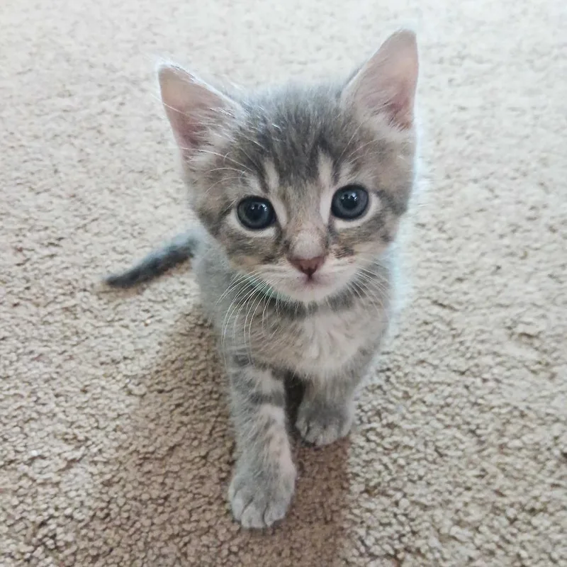 A baby small-sized male Gray / Blue / Silver Domestic Short Hair cat named Neymar for adoption in Riverside, CA