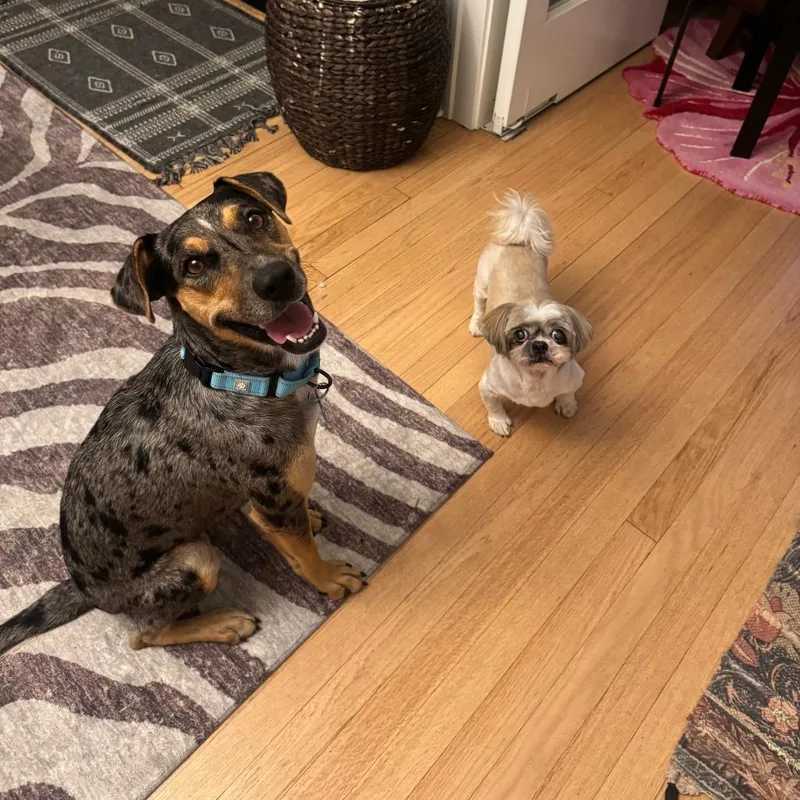 An adult medium-sized female Gray / Blue / Silver Catahoula Leopard Dog dog named Keely Jones for adoption in La Grange, KY