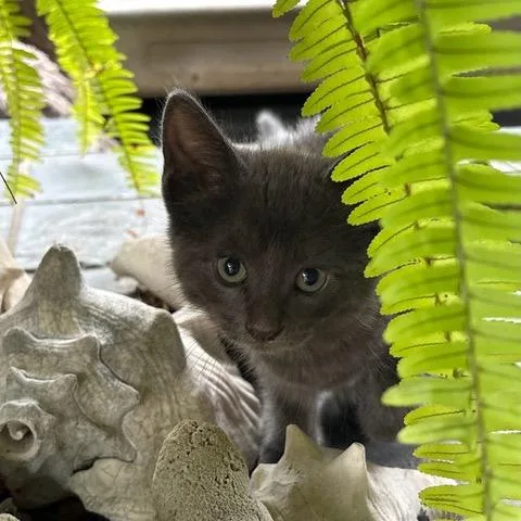 Bella thumbnail 2